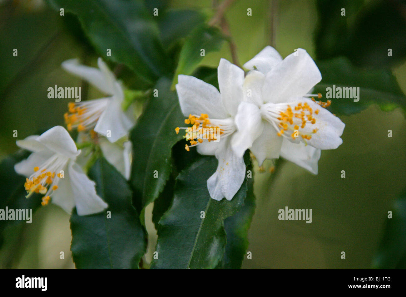 Camellia, Camellia tsaii, Theaceae, China Stock Photo