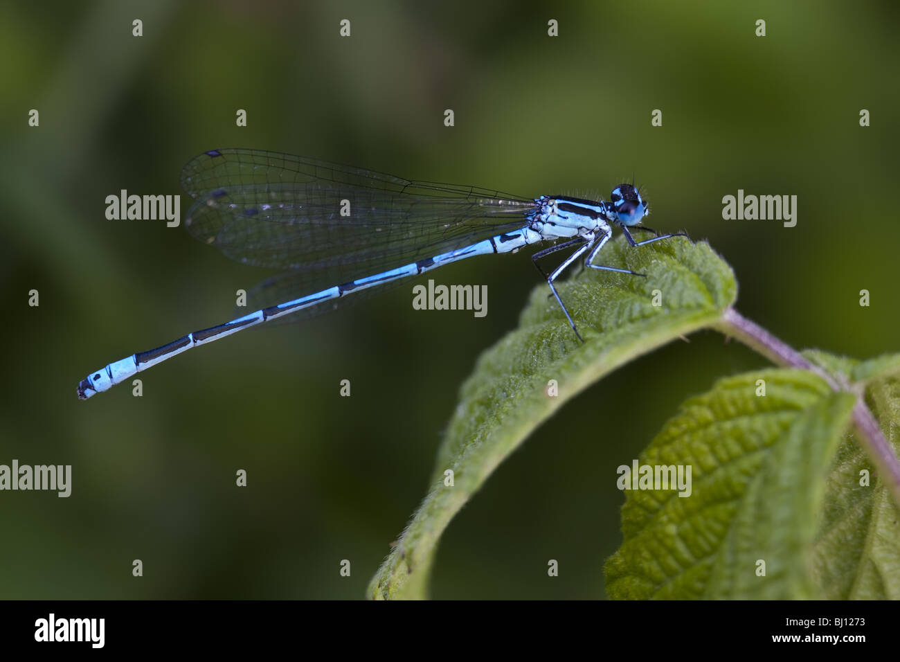 Azure Damselfly (Coenagrion puella) male Stock Photo - Alamy