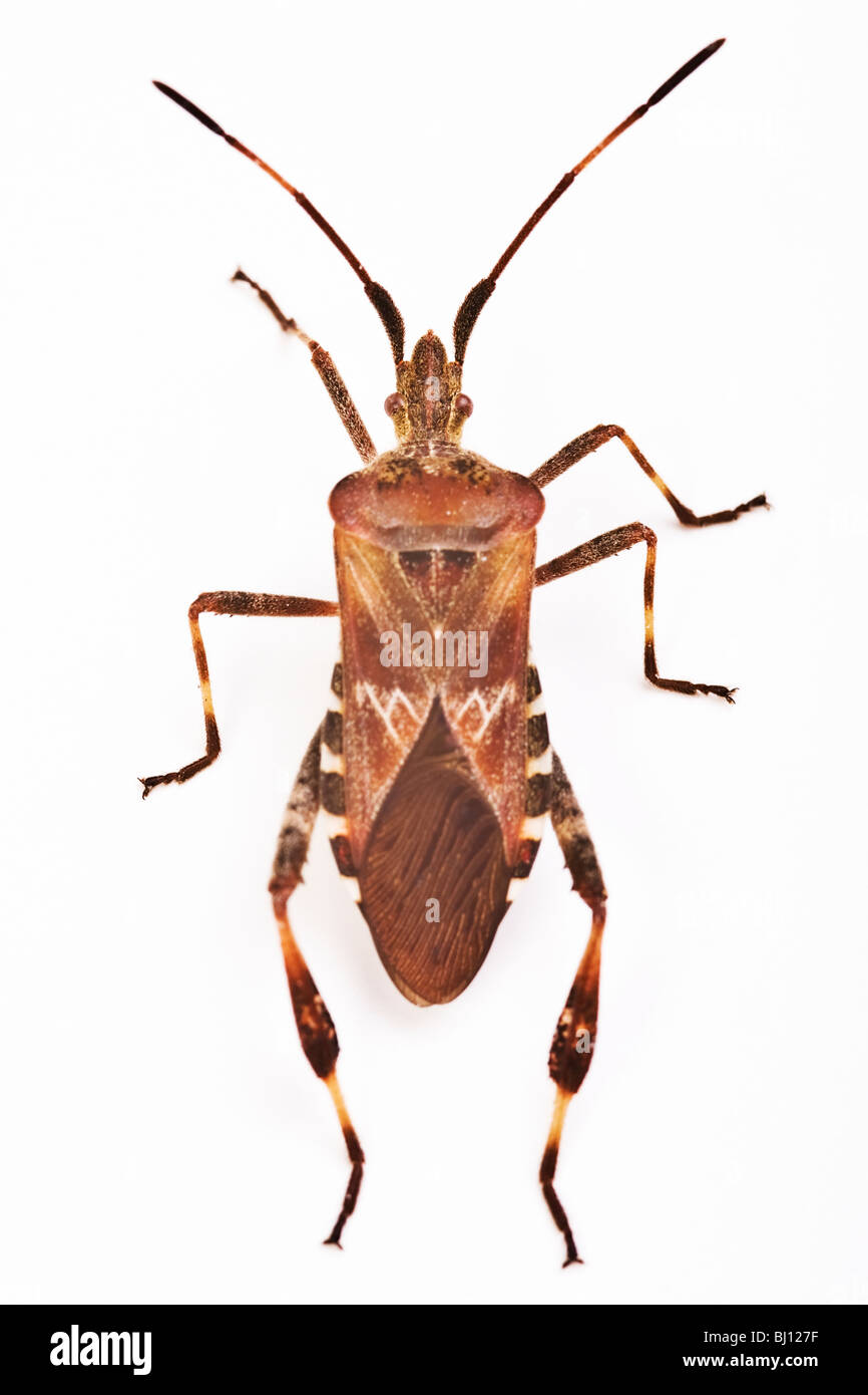 Western Conifer Seed Bug (Leptoglossus occidentalis) Stock Photo