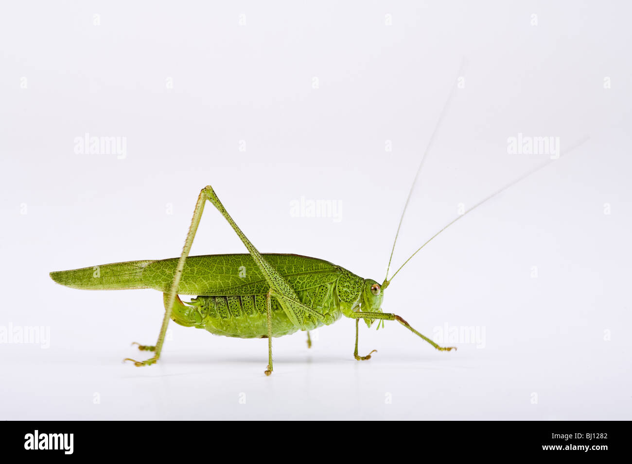 Sickle-Bearing Bush-Cricket (Phaneroptera falcata) Stock Photo