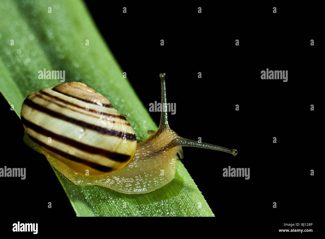 Cepaea Shell Cepaea shell (Cepaea Stock Photo - Alamy