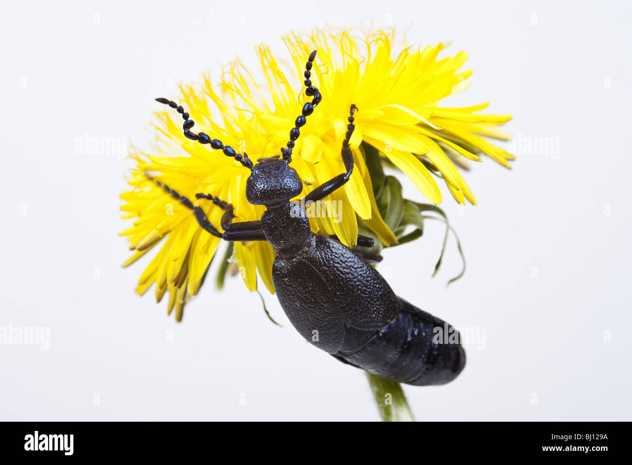 oil beetle (Meloe proscarabaeus) Stock Photo