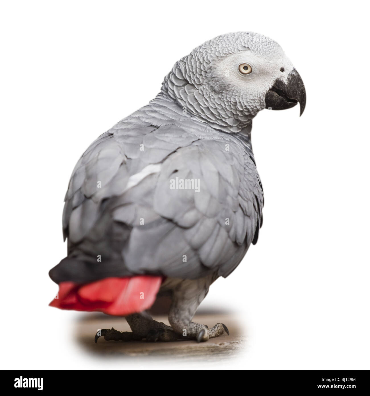 (African) gray parrot [Psittacus erithacus] Stock Photo