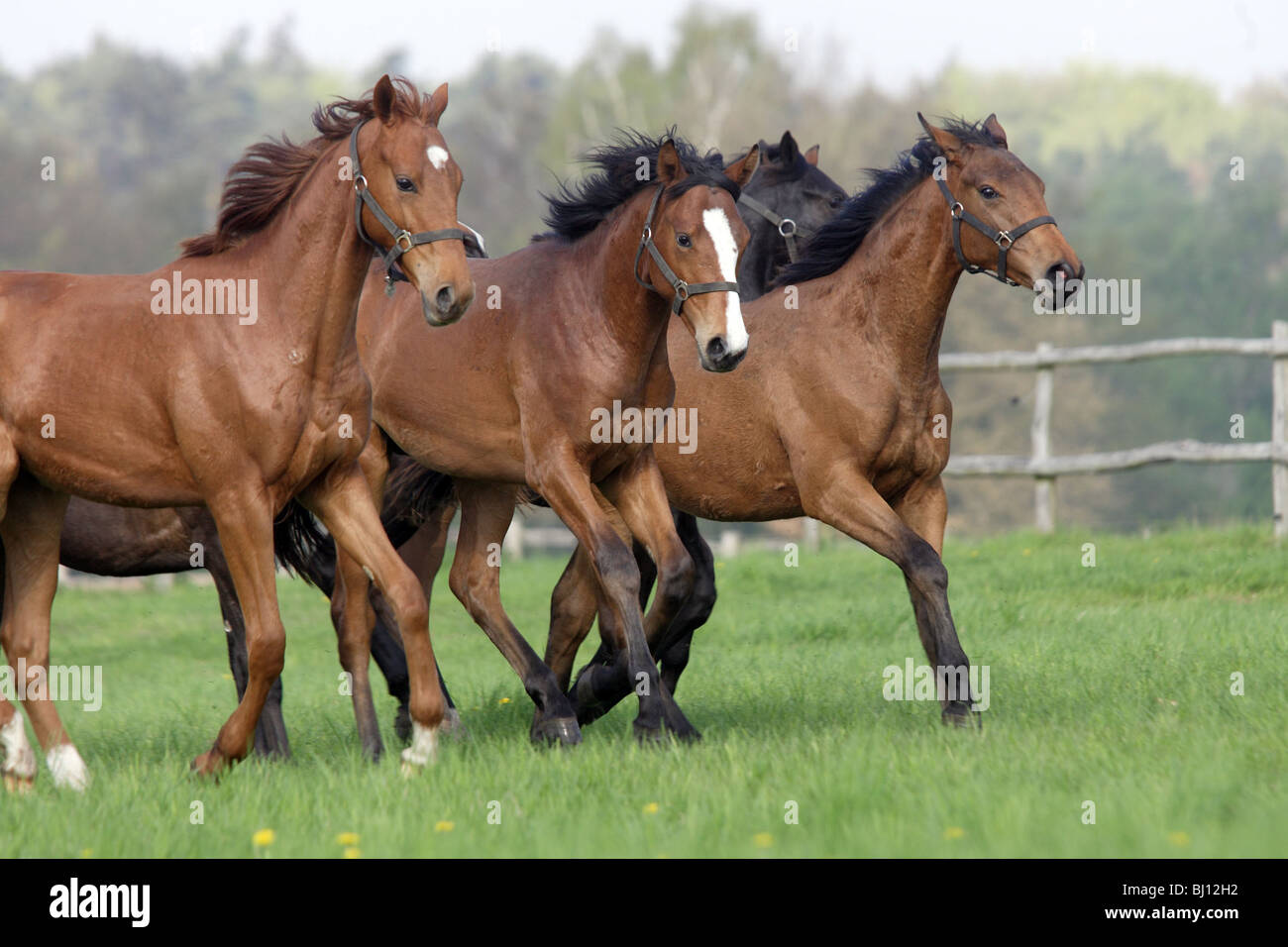 Horses running on a pasture, Goerlsdorf, Germany Stock Photo