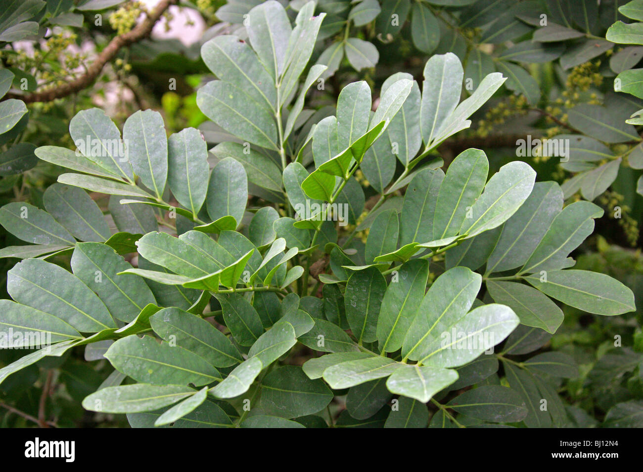 Dysoxylum pachyphyllum, Meliaceae, Lord Howe Island, Australia. Tree Leaves. Stock Photo