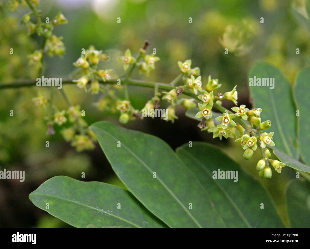 Dysoxylum pachyphyllum, Meliaceae, Lord Howe Island, Australia. Tree Flowers. Stock Photo