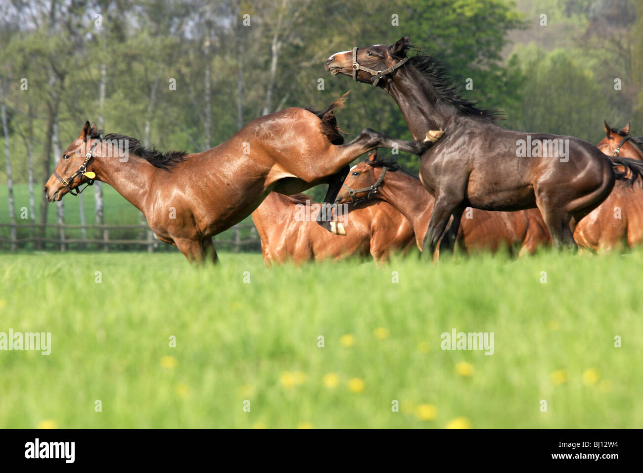 Horses gallopping on a pasture, Goerlsdorf, Germany Stock Photo