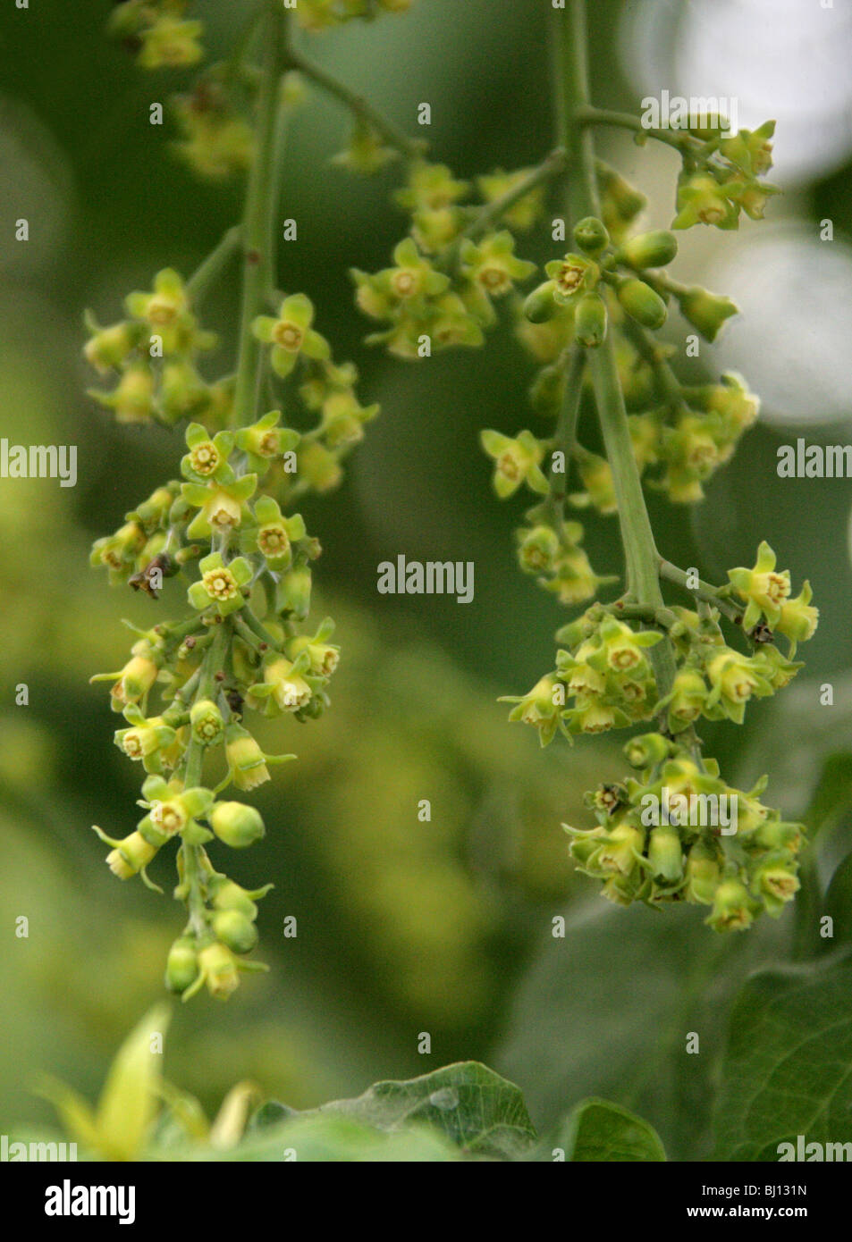 Dysoxylum pachyphyllum, Meliaceae, Lord Howe Island, Australia. Tree Flowers. Stock Photo