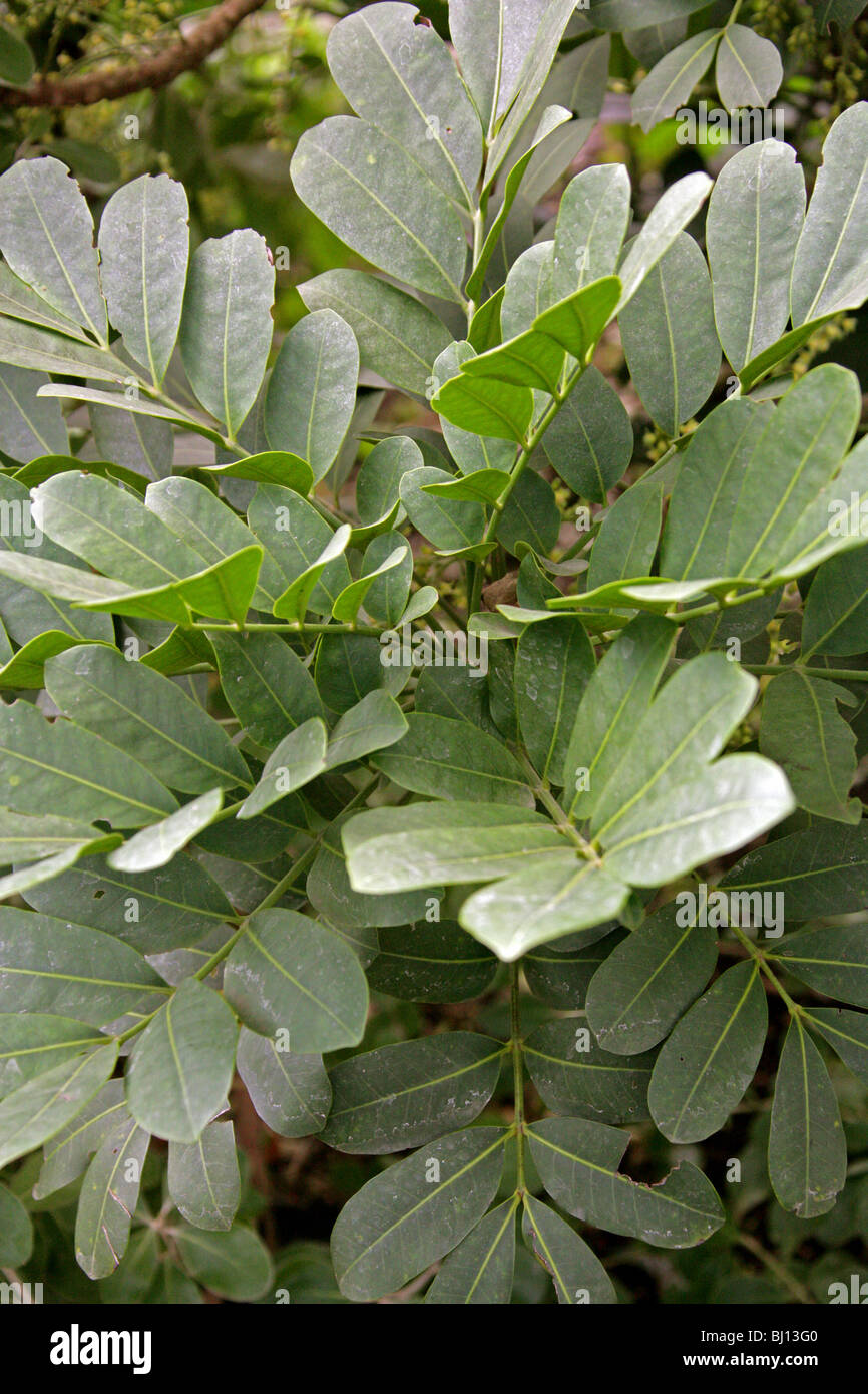 Dysoxylum pachyphyllum, Meliaceae, Lord Howe Island, Australia. Tree Leaves. Stock Photo