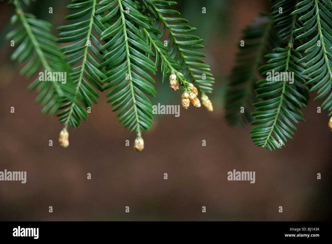 Tiny Flowers of the Sierra Redwood Big Tree, Sequoiadendron giganteum, Cupressaceae, California, USA, North America. Stock Photo