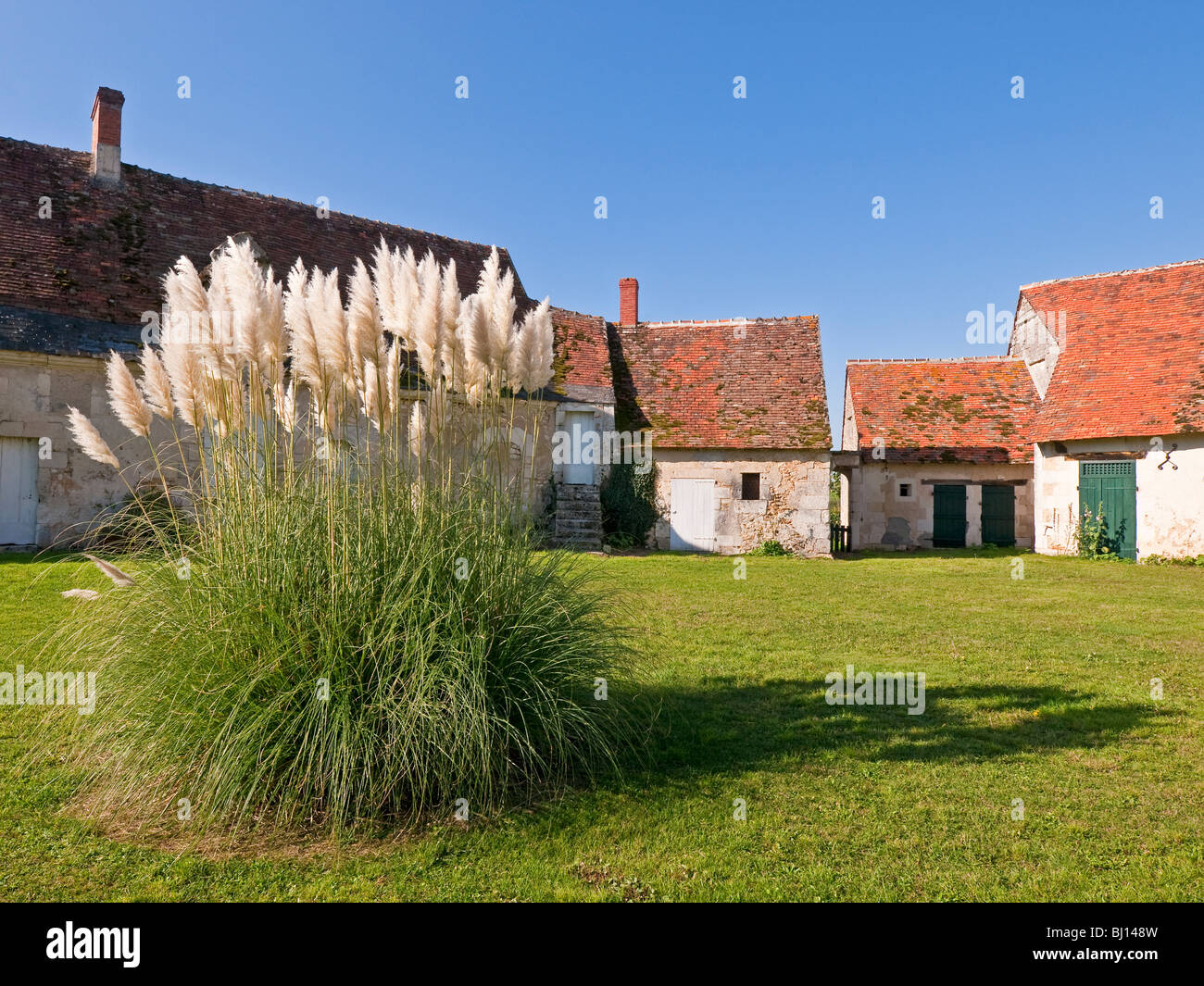 Pampas Grass in garden of private house - sud-Touraine, France. Stock Photo