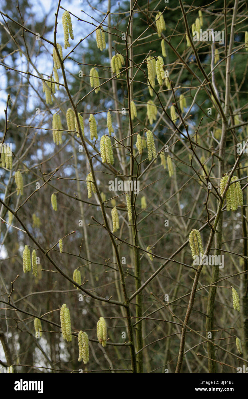 Common Hazel Tree Catkins, Corylus avellana, Betulaceae. Male Catkins. Stock Photo