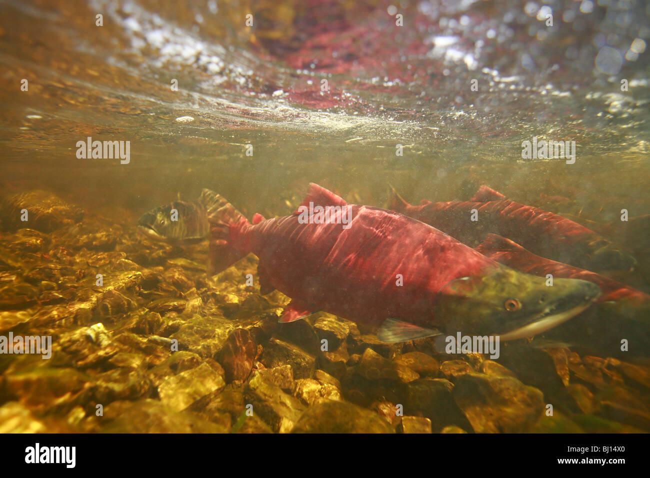 Underwater image of sockeye salmon returning to spawn, Babine Lake, British Columbia Stock Photo