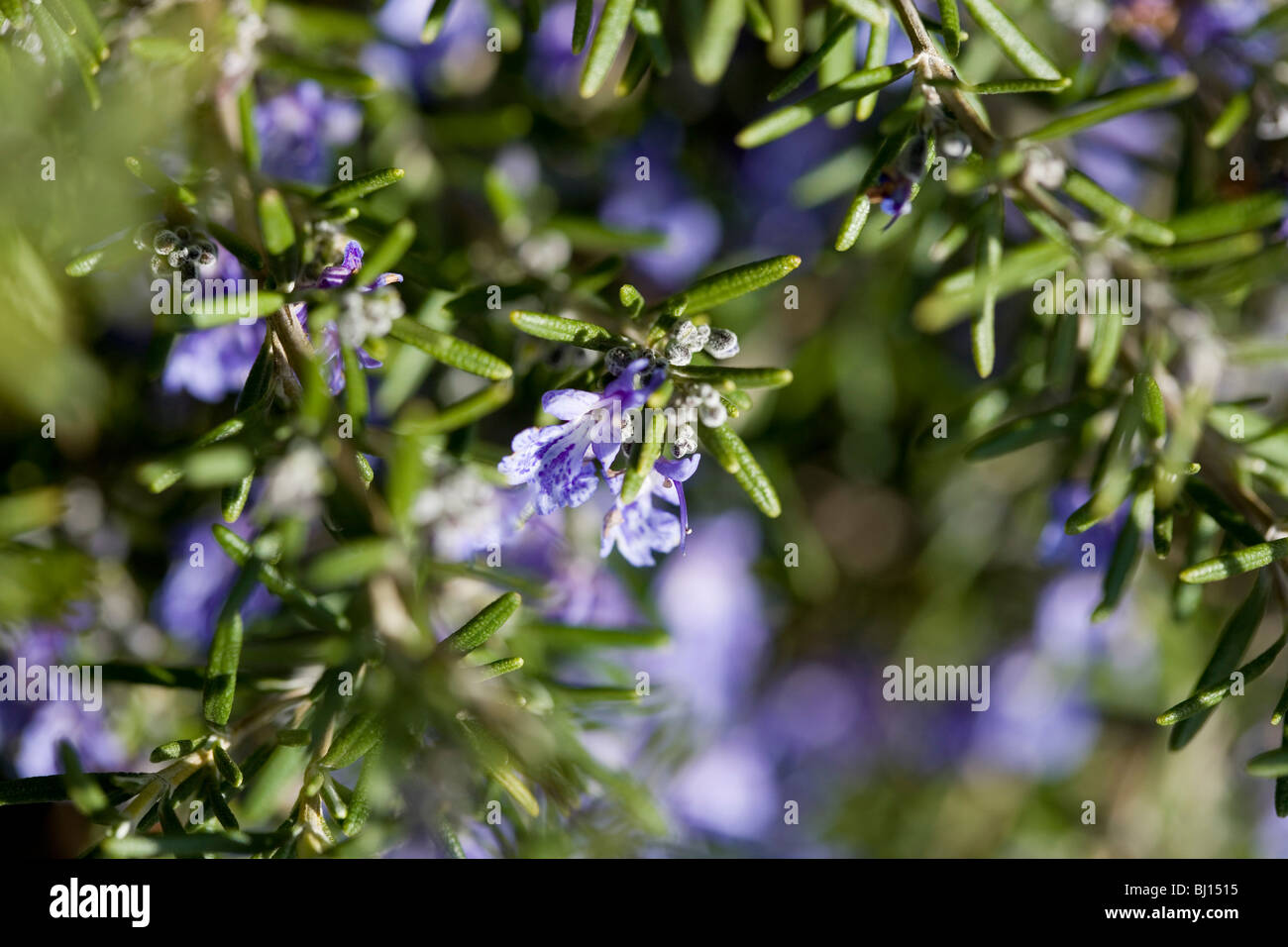Rosemary growing wild Stock Photo Alamy