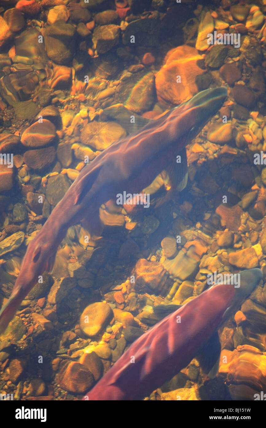 Sockeye salmon returning to spawn, Babine Lake, British Columbia Stock Photo