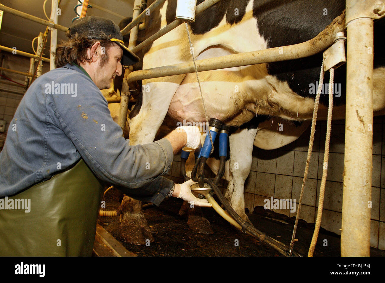 Cows milked with milking machines, Kloster Lehnin, Germany Stock Photo