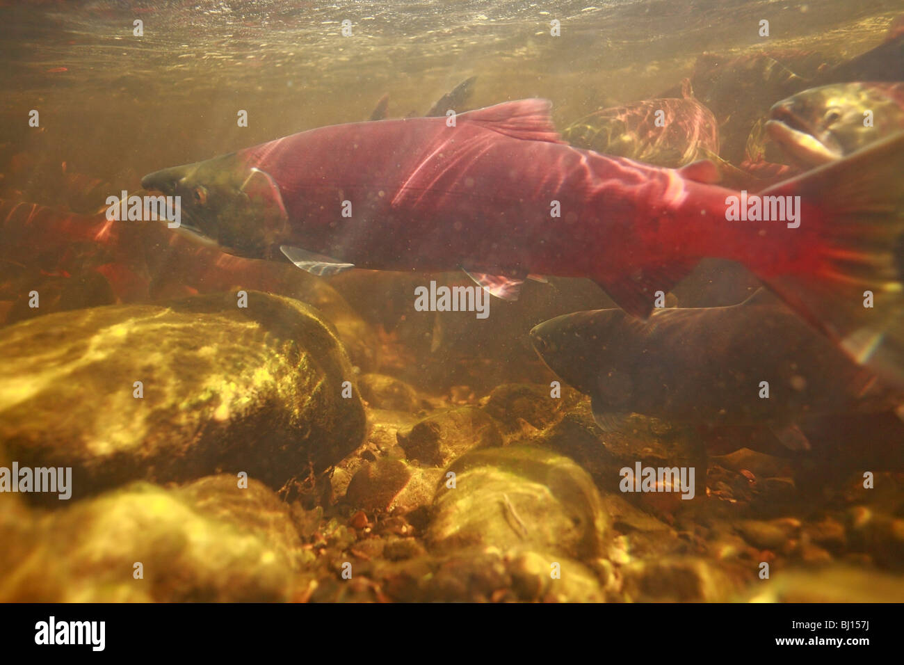 Underwater image of sockeye salmon returning to spawn, Babine Lake, British Columbia Stock Photo