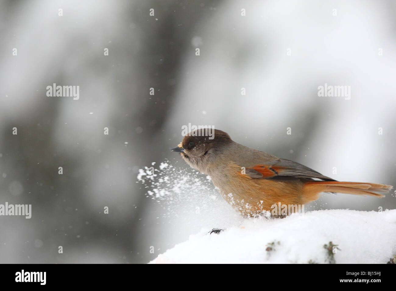 Siberian Jay (Perisoreus infaustus) Stock Photo