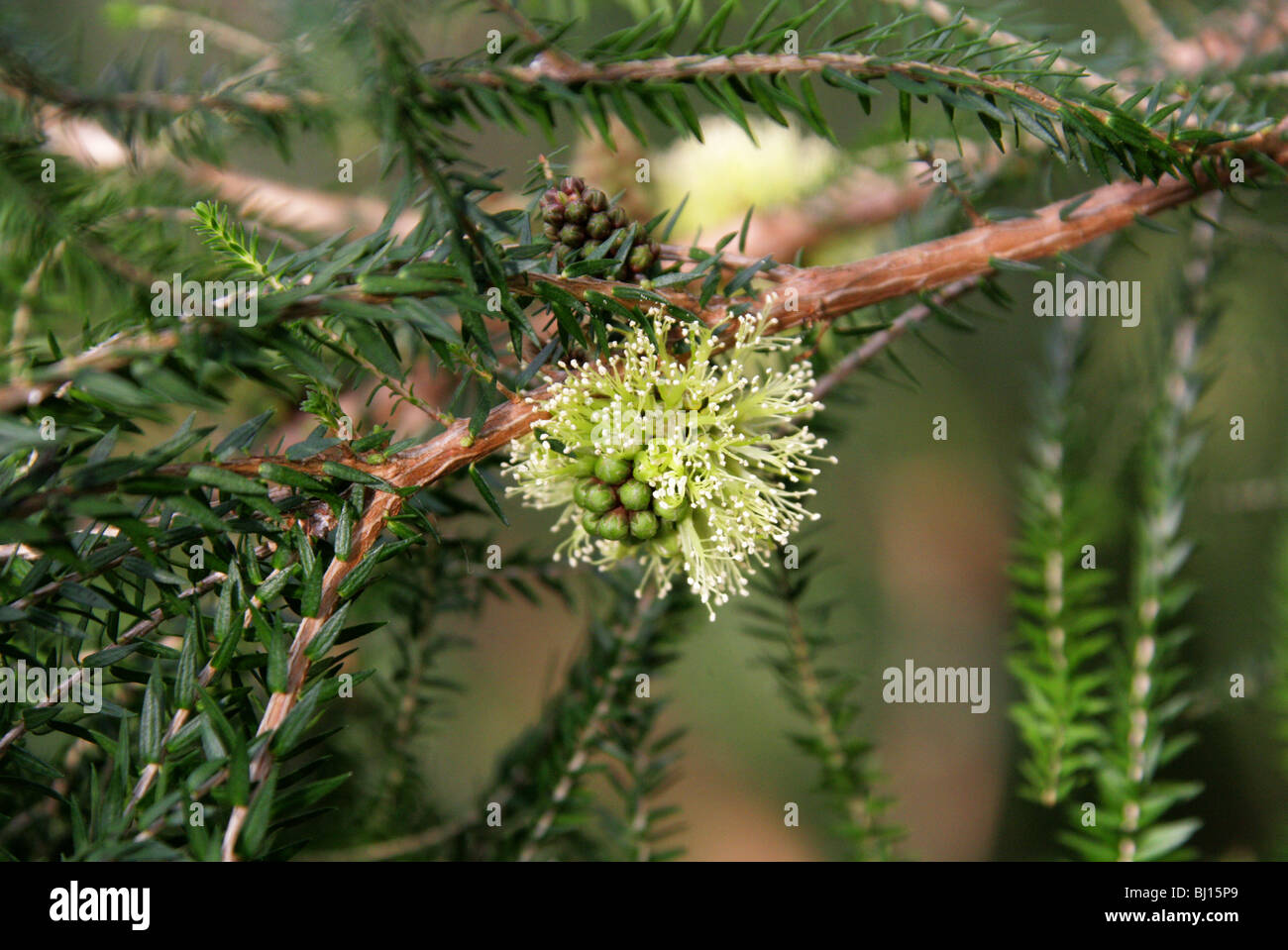 Coastal Honey Myrtle, Melaleuca acerosa, Myrtaceae, Western Australia Stock Photo