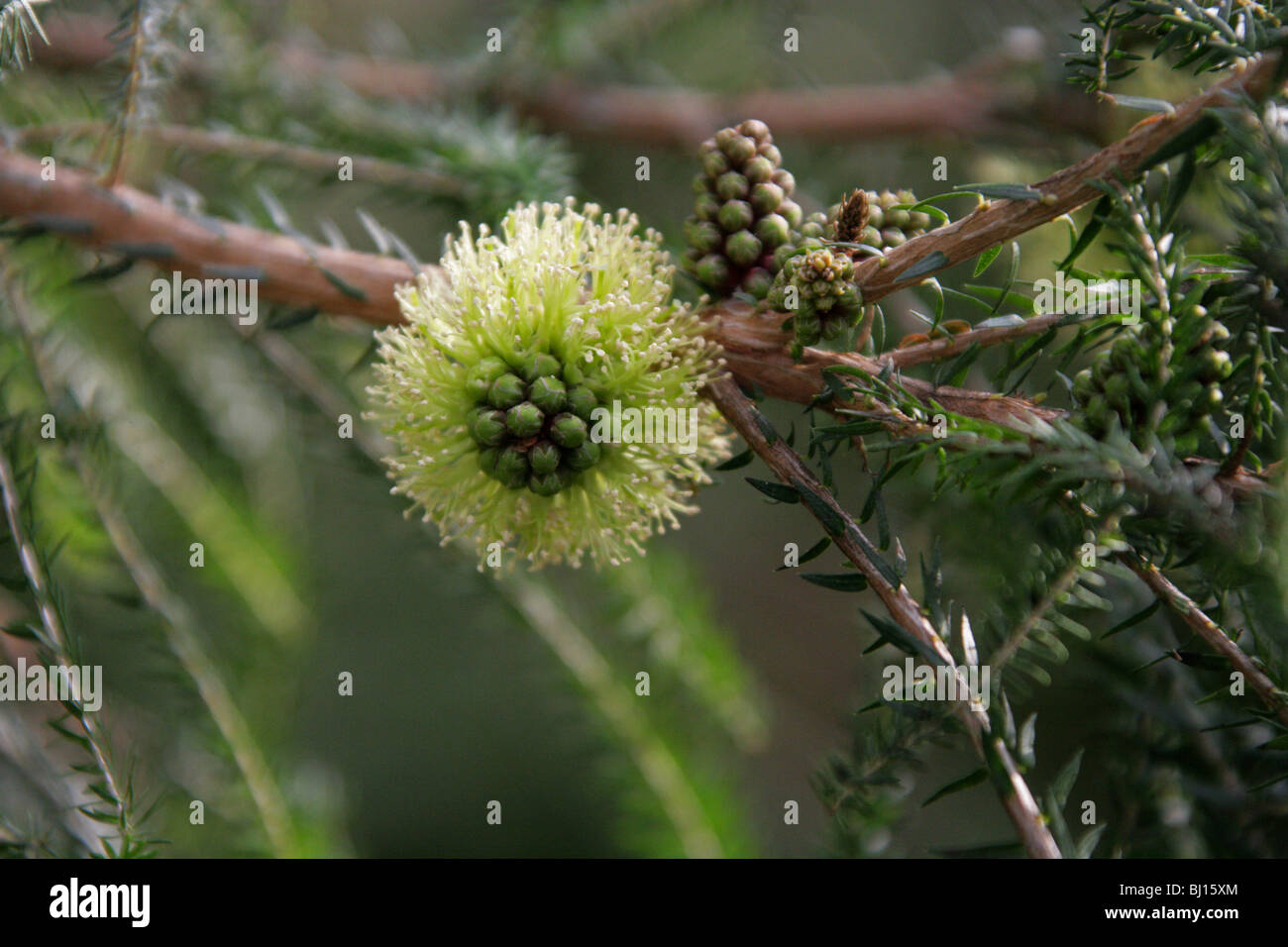 Coastal Honey Myrtle, Melaleuca acerosa, Myrtaceae, Western Australia Stock Photo