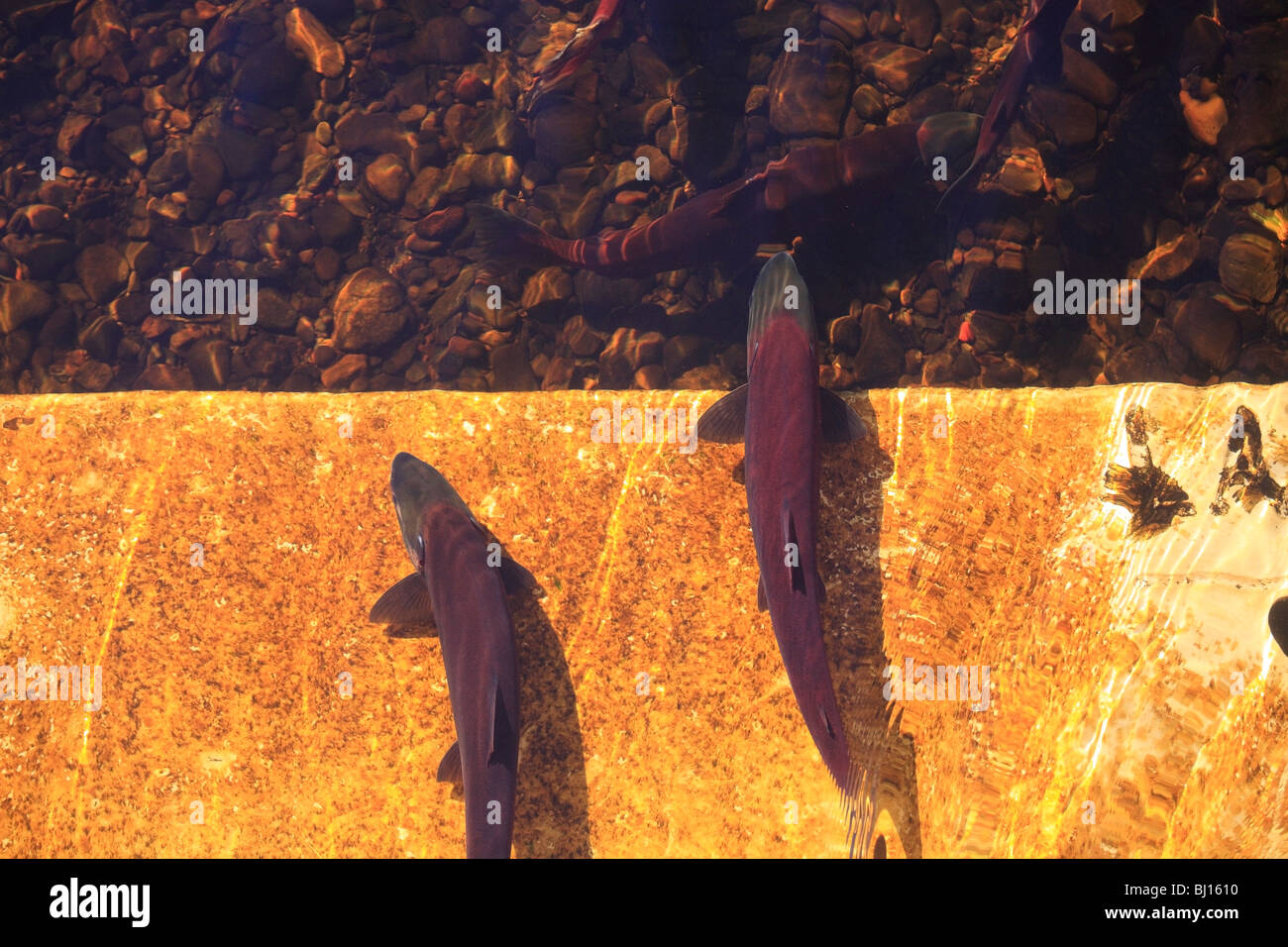 Sockeye salmon returning to spawn, Babine Lake, British Columbia Stock Photo