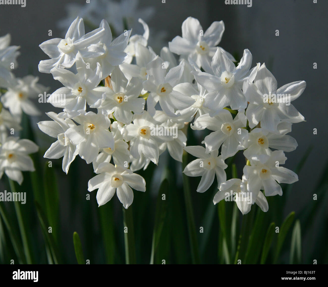 Paper-White Daffodil, Paper-White Narcissus, Paperwhite Narcissus, Narcissus papyraceus, Amaryllidaceae, West Mediterranean Stock Photo