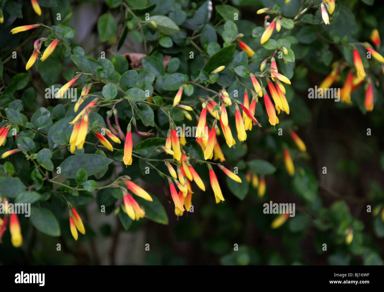Red Wing, Heteropterys glabra, Malpighiaceae, Barbados Cherry Family. Stock Photo