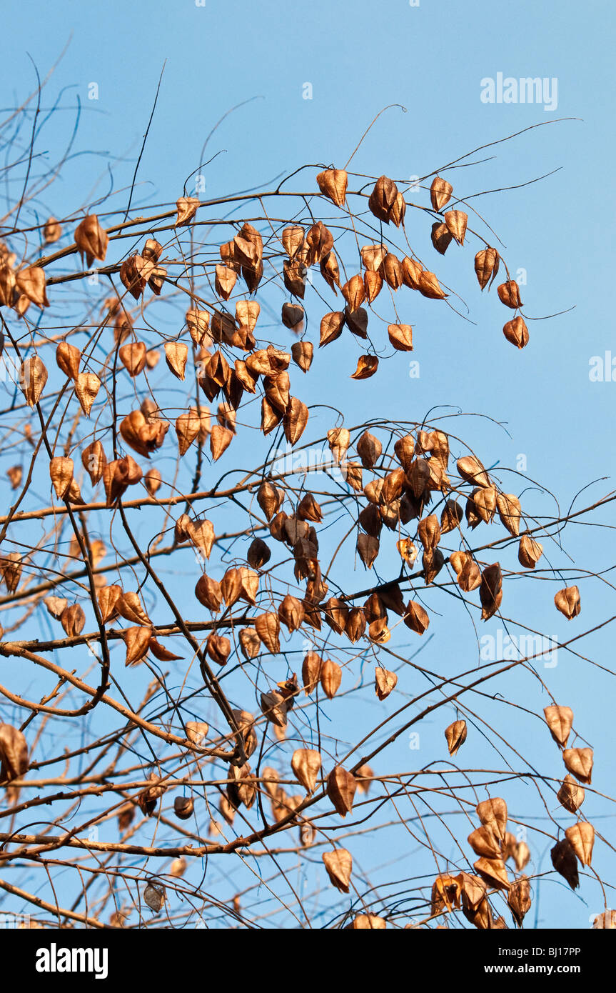 Ornamental Golden Rain Tree / Koelreuteria paniculata "Pride of India" - Indre-et-Loire, France. Stock Photo