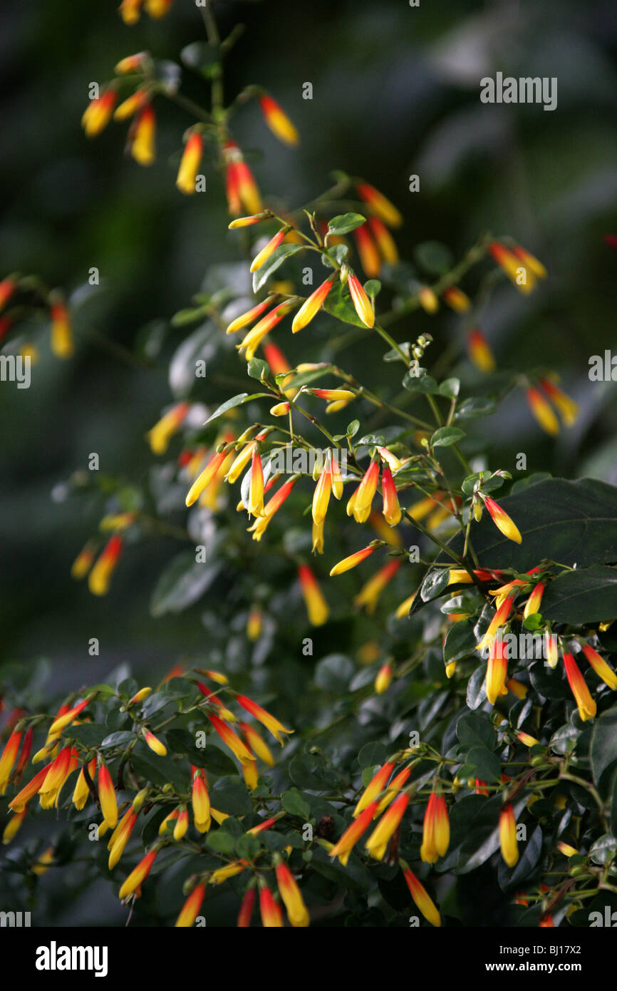 Red Wing, Heteropterys glabra, Malpighiaceae, Barbados Cherry Family. Stock Photo