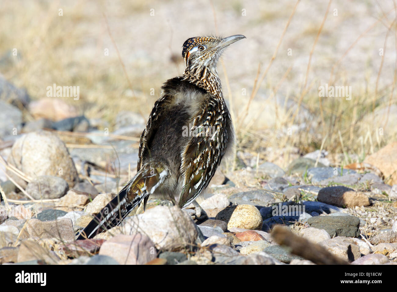 Greater Roadrunner Adult warming up in the sun. Stock Photo