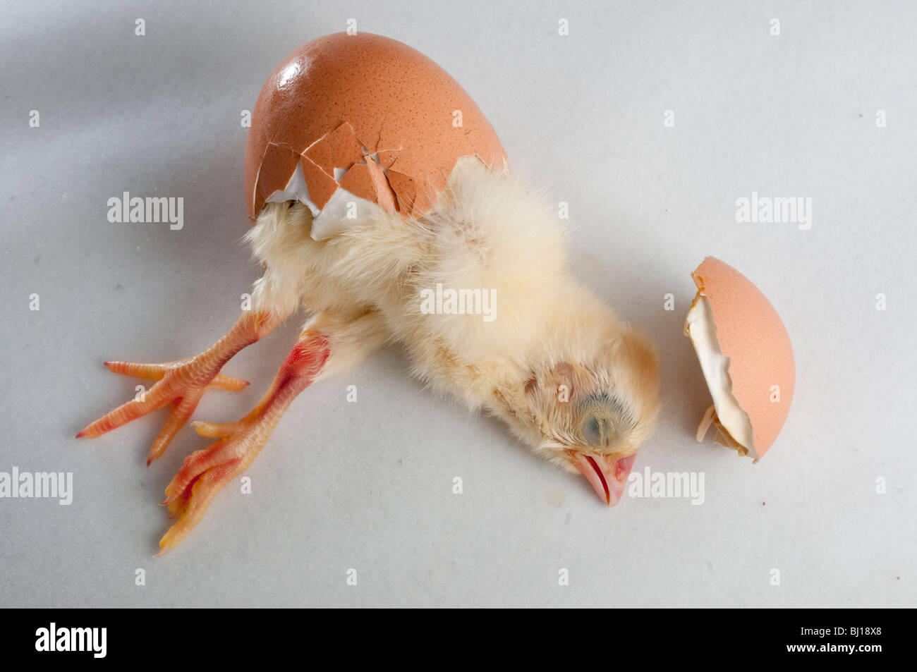 Chicken chick dead at birth from the egg Stock Photo Alamy