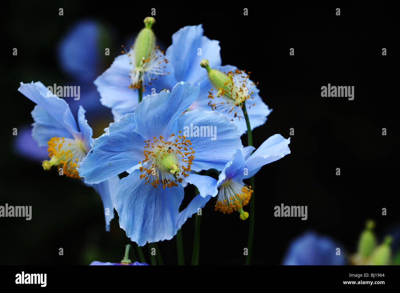 Himalayan blue poppy hi-res stock photography and images - Alamy