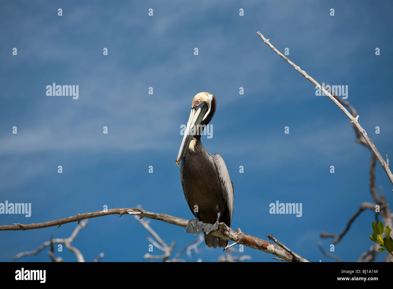 A mature brown pelican in the Rio Lagardos reserve. A brown pelican sits high above the Rio scanning the water for prey. Stock Photo