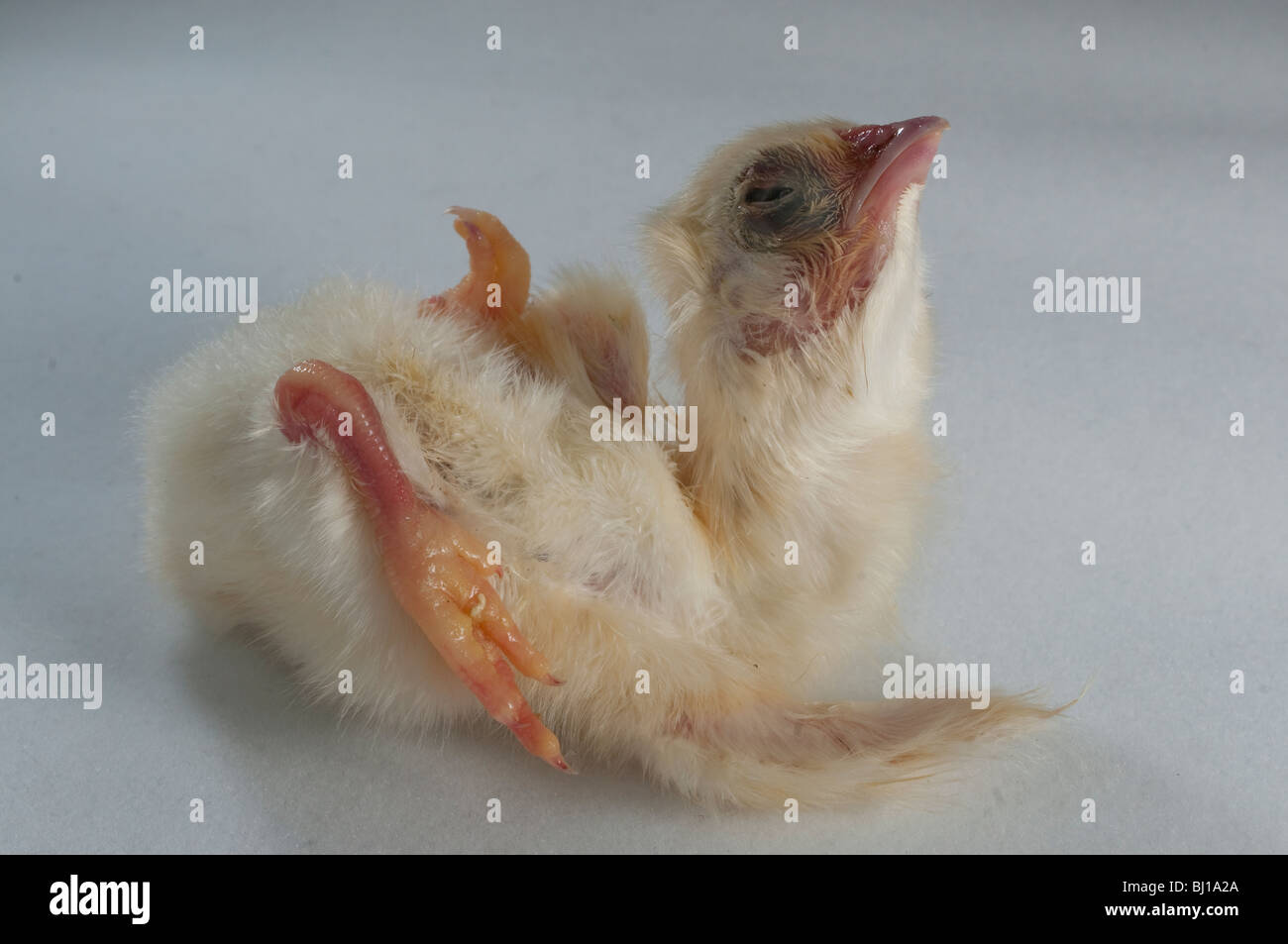 Bj1a2a hires stock photography and images Alamy