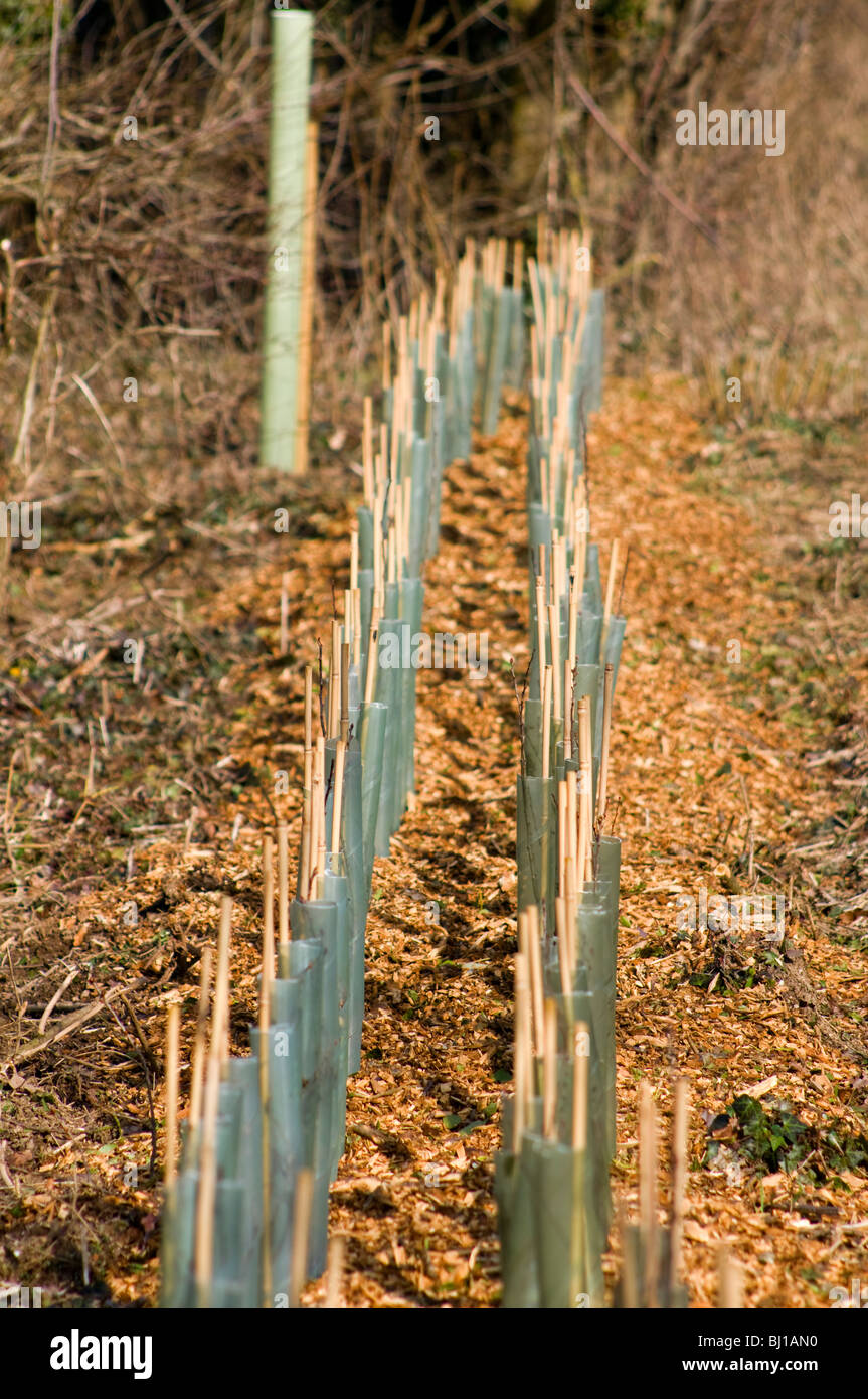 New trees planted along the roadside in Oxfordshire as part of a hedgerow regeneration scheme Stock Photo