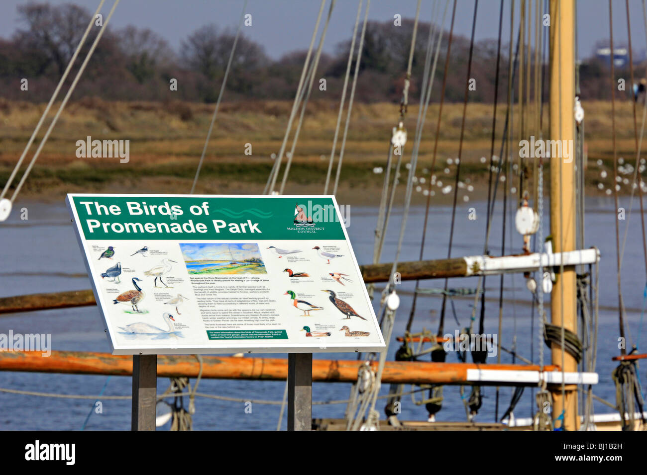 promenade park Maldon town centre essex england uk gb Stock Photo Alamy