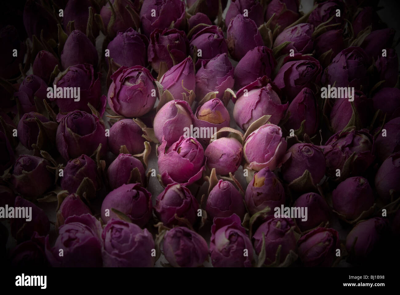 pink beautiful roses Stock Photo - Alamy