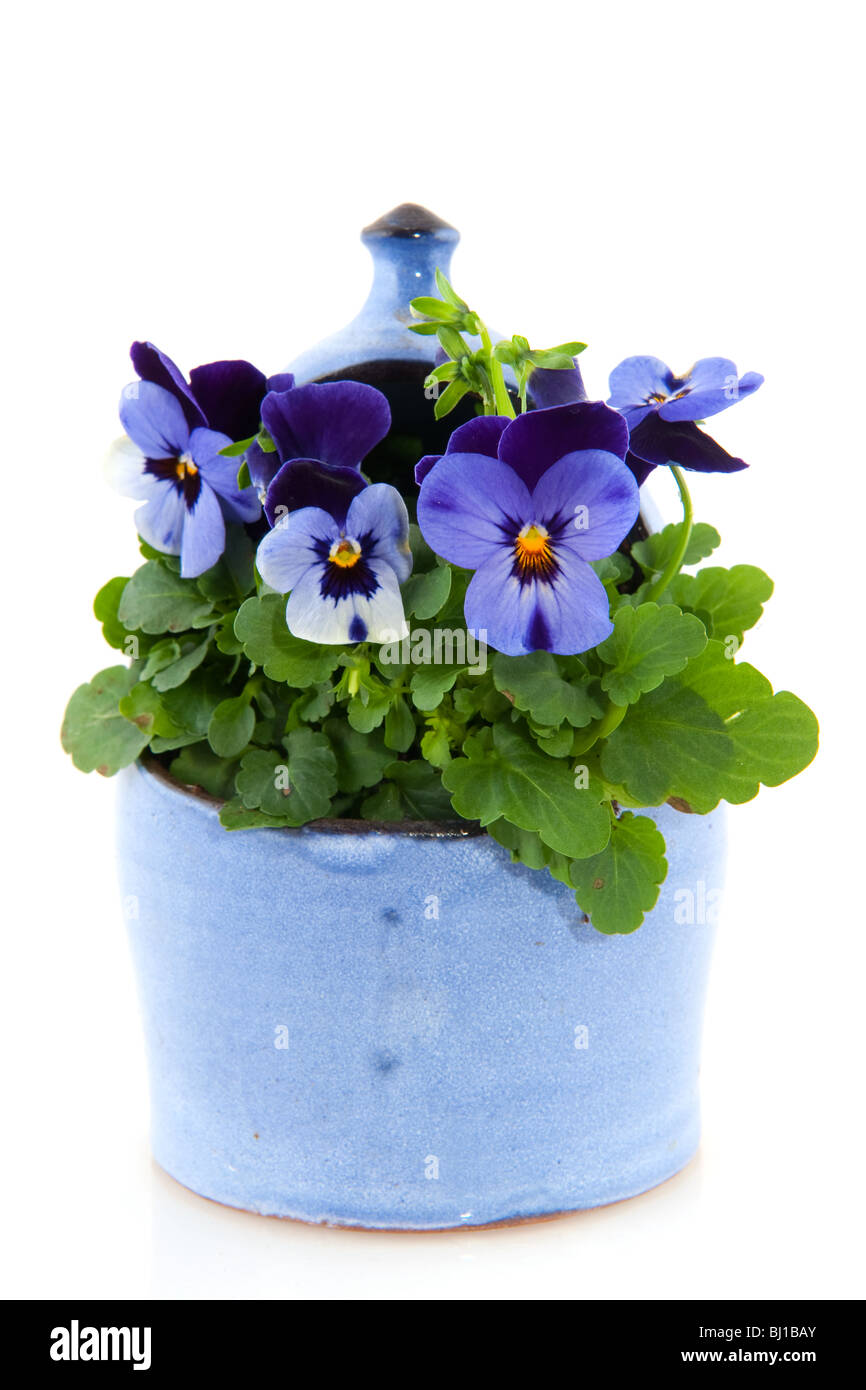 Blue violets in ceramic flower pot for the garden Stock Photo Alamy