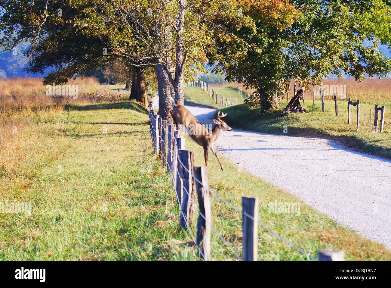 Buck deer jumping fence hires stock photography and images Alamy