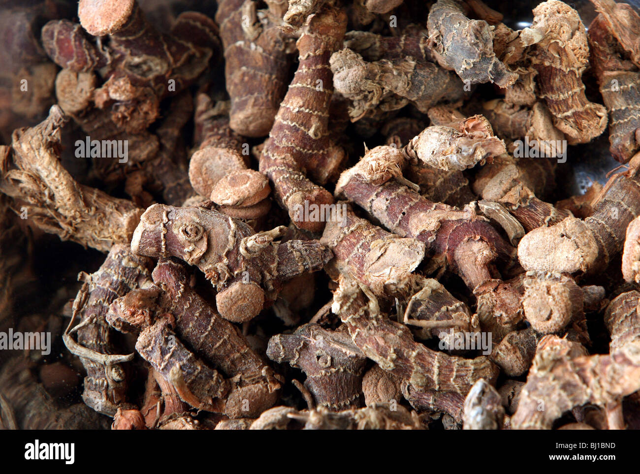 Ingredients for ayurvedic products ginger roots, Colombo, Sri Lanka