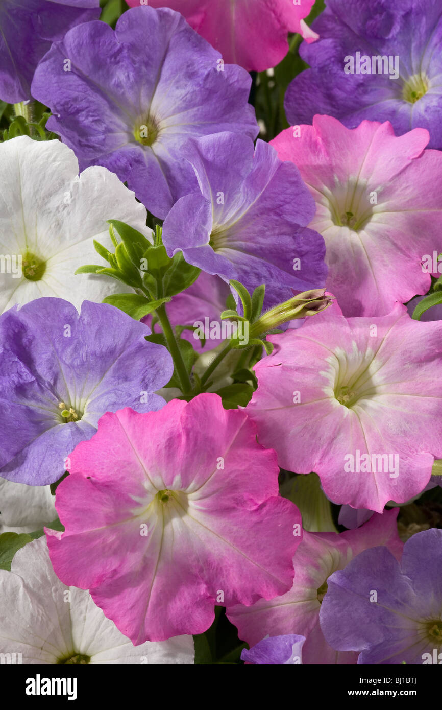 Petunia mix hi-res stock photography and images - Alamy