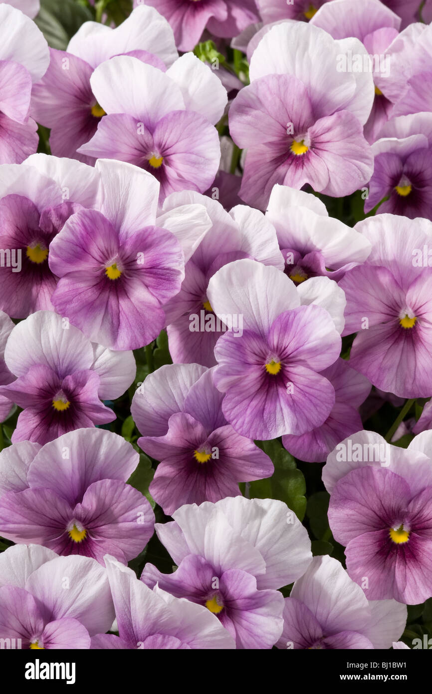 garden of Viola Stock Photo Alamy