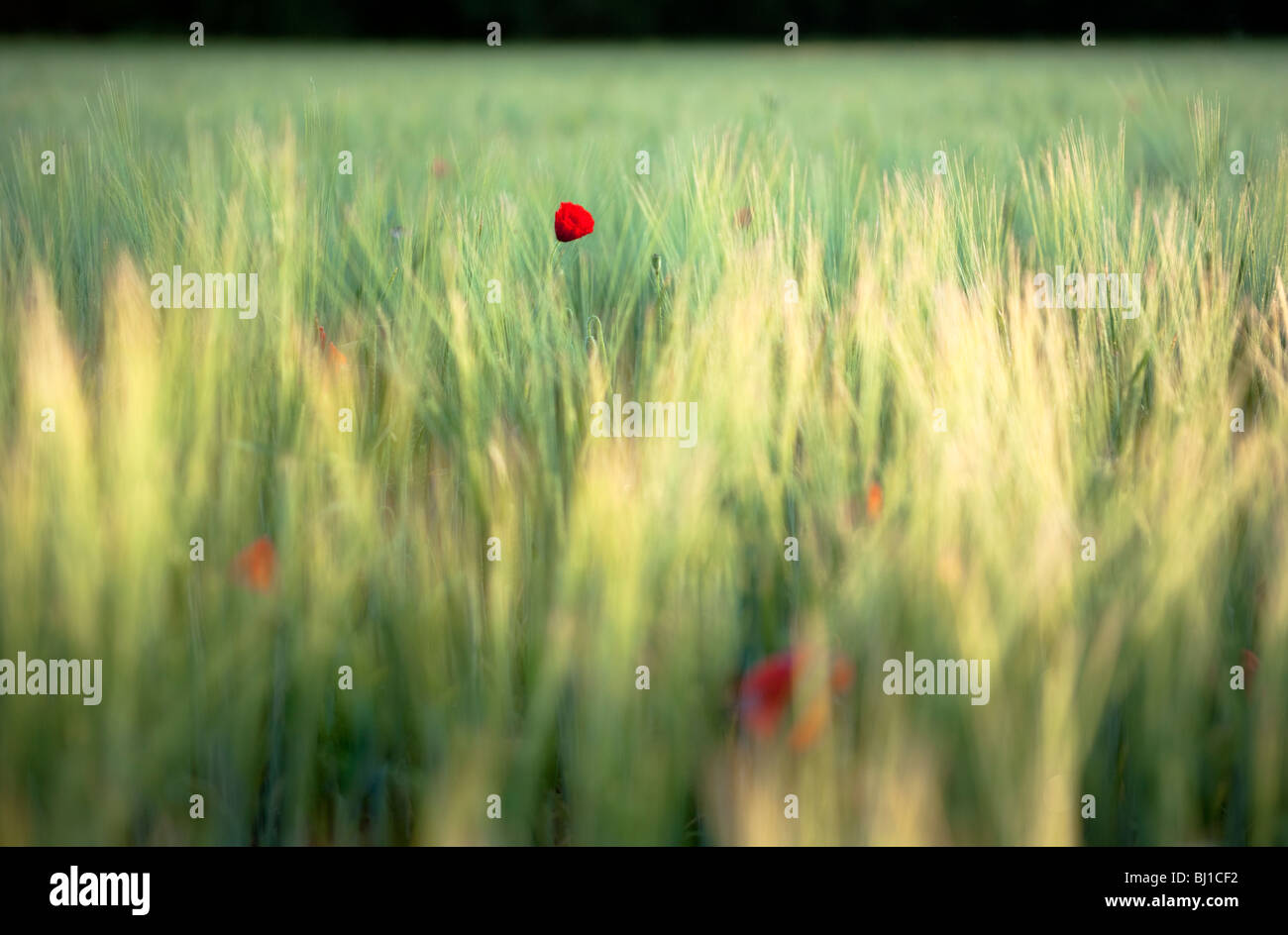 Poppy in a barley field hi-res stock photography and images - Alamy