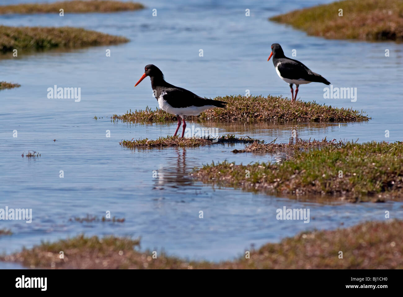Oyster Catchers Stock Photo