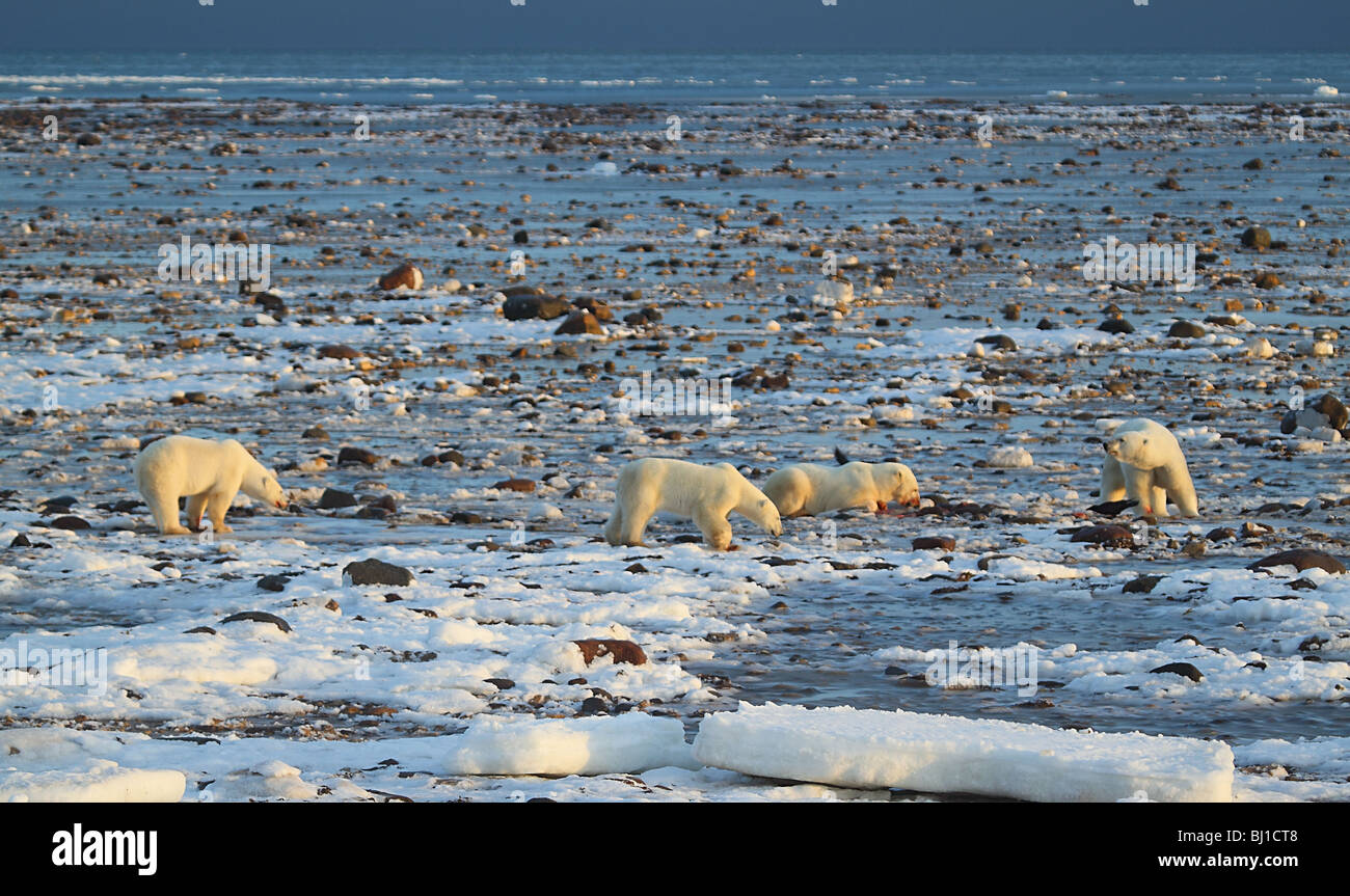 Polar bears, Ursus maritimus, which means 'sea bear'.  Males sharing a seal kill. Stock Photo