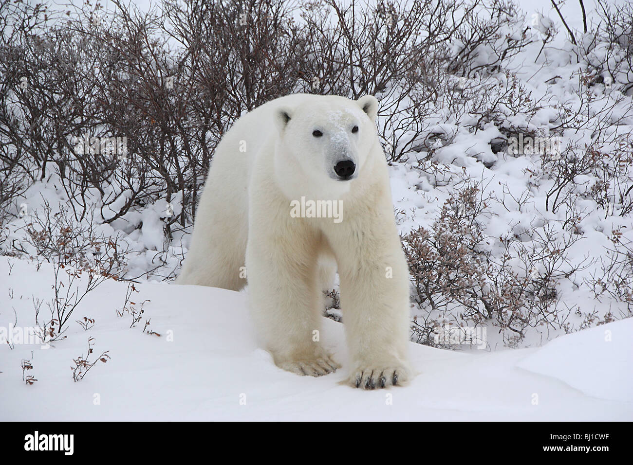 Polar Bear Male, walking on the Tundra Stock Photo