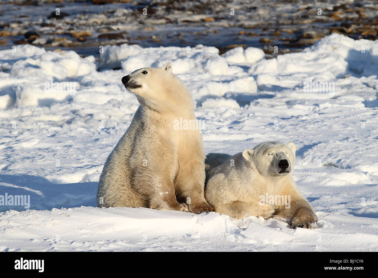 Polar Bear Mother & Cub together on the Tundra. Stock Photo