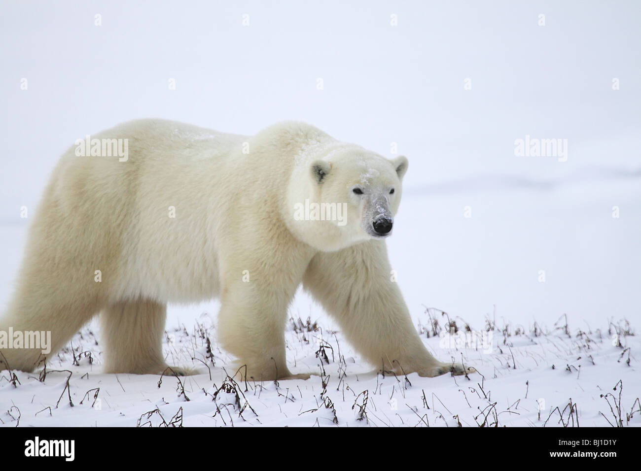 Polar Bear Male, walking on the Tundra Stock Photo