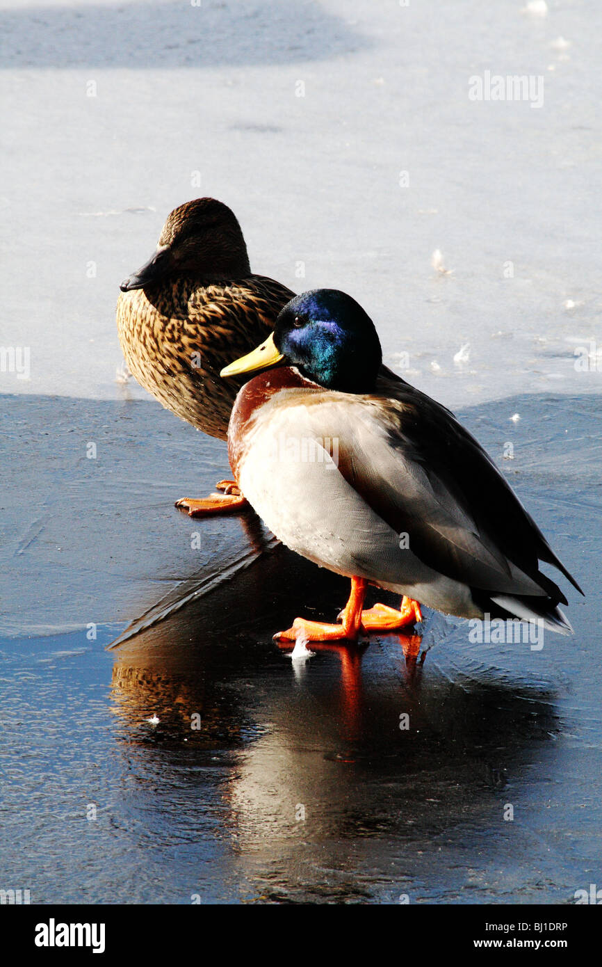 Mallards Anas platyrhynchos Drake and Duck Family Anatidae waterfowl shown here on ice Ogden Reservoir Yorkshire UK Stock Photo
