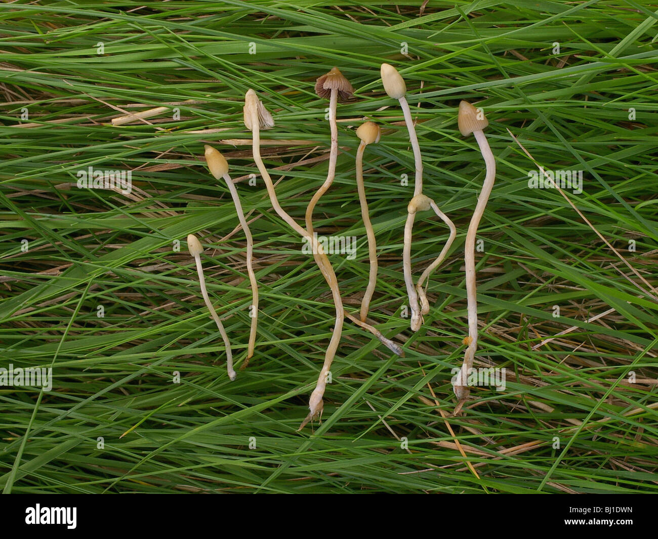 Magic mushroom (liberty cap) - Psilocybe semilanceata Stock Photo